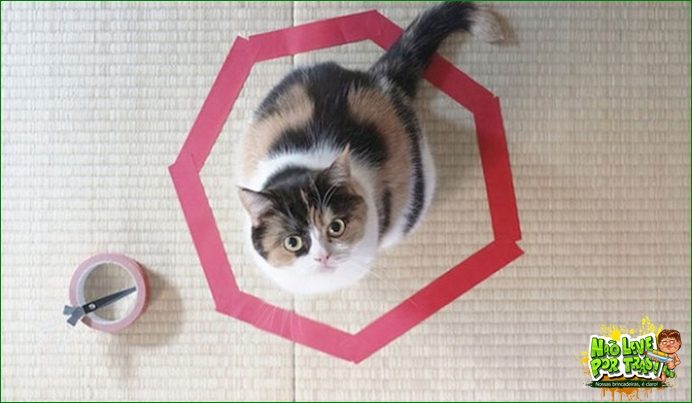 gato