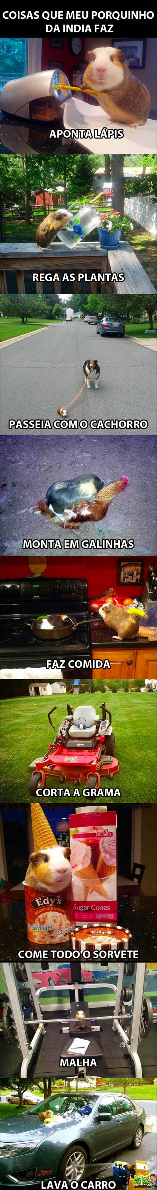 PORQUINHO da india