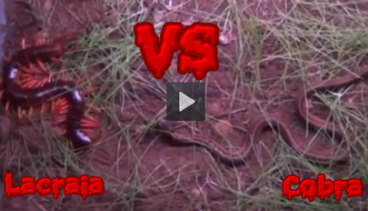Cobra vs Lacraia gigante, quem é o mais forte?