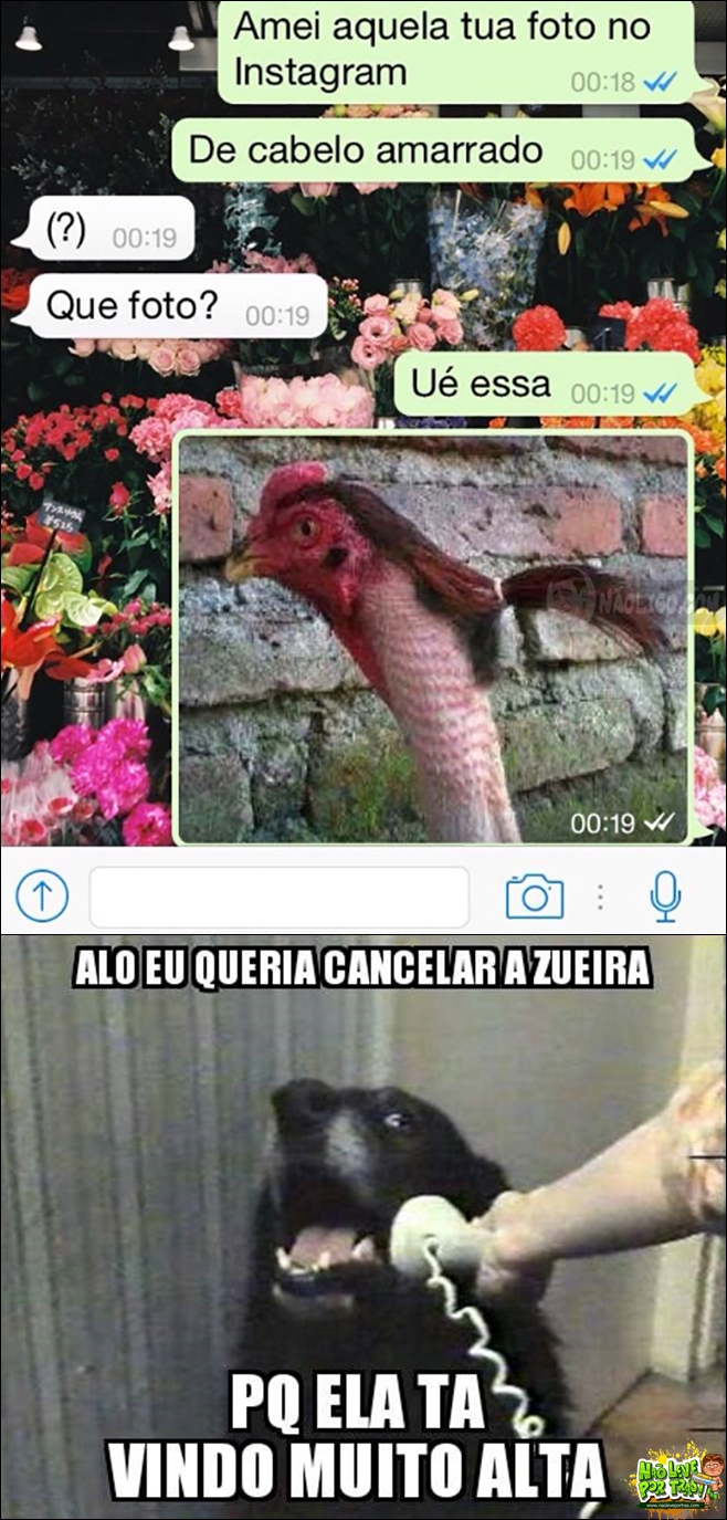 zoeira