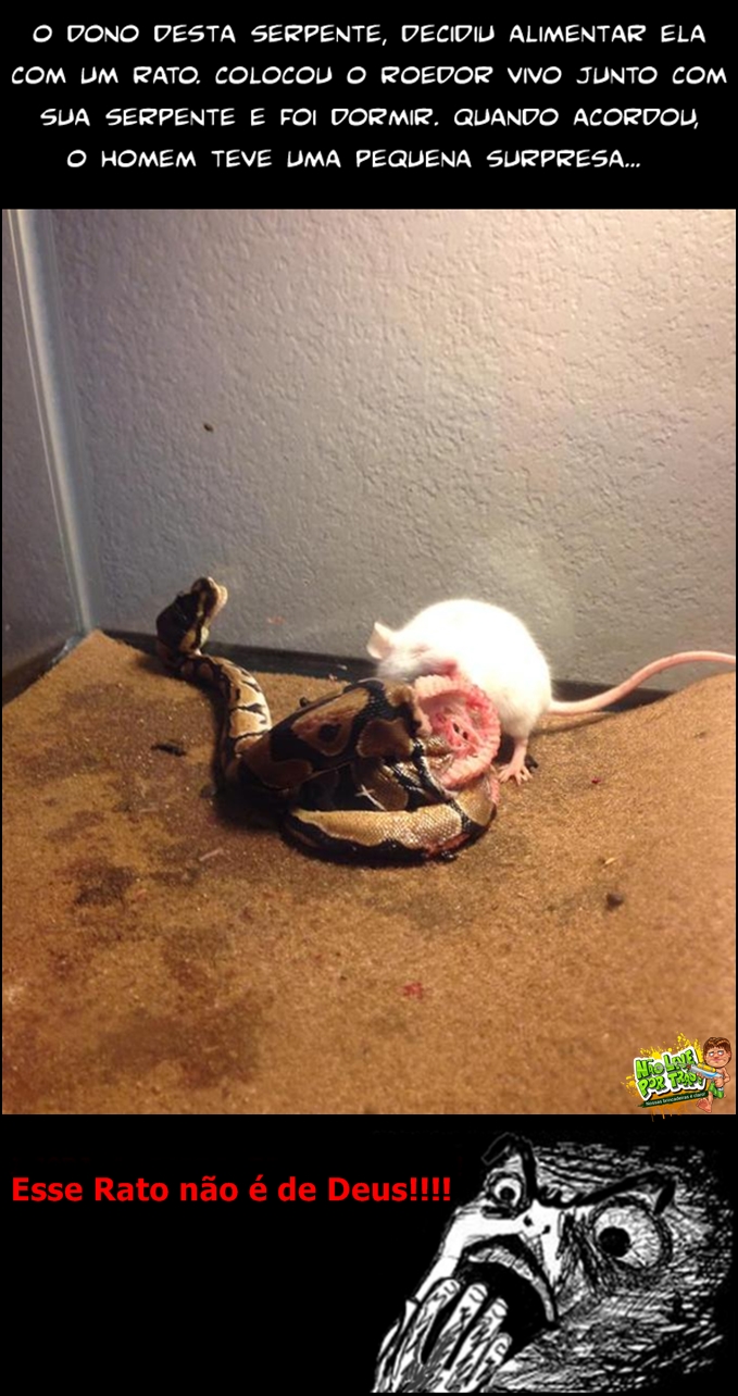 rato de laboratorio-mutante