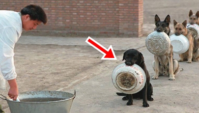 Cães policiais aguardando almoço na China face