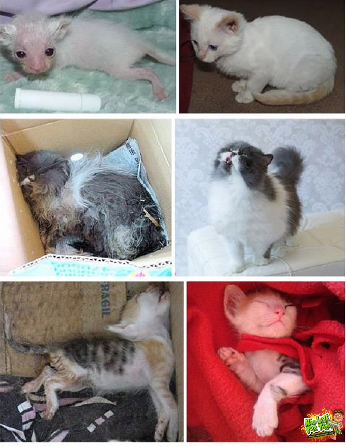 gatos