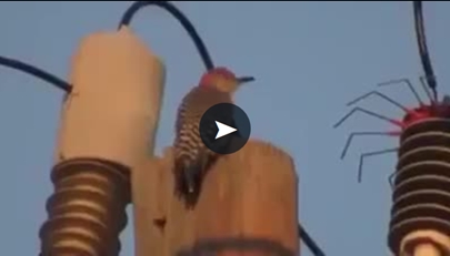 O incrível pássaro que se teletransporta!