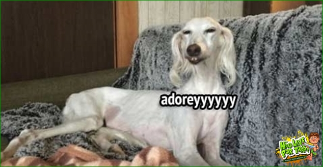rindo 2