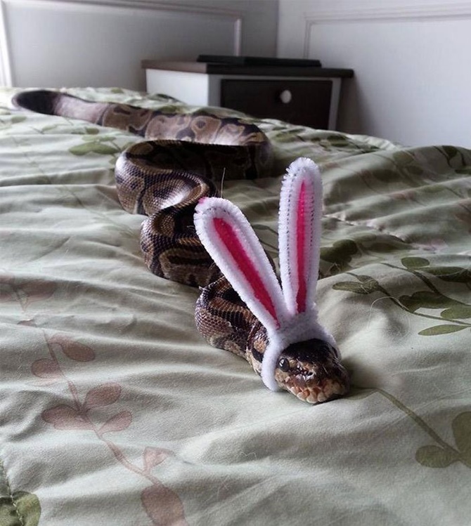 cute-snakes-wear-hats-801__700