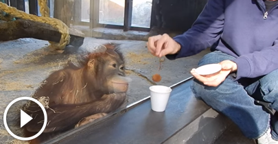 A reaÃ§Ã£o de um macaco ao ver um truque de mÃ¡gica