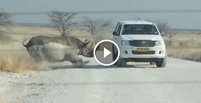 Vídeo impressionante mostra o momento exato em que rinoceronte ataca um carro
