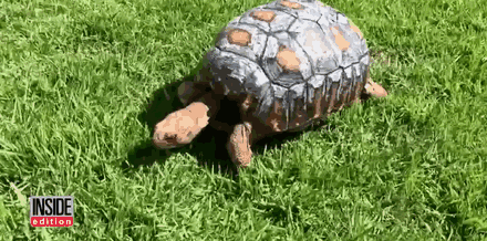 first_ever_3d_printed_shell_for_a_tortoise_08