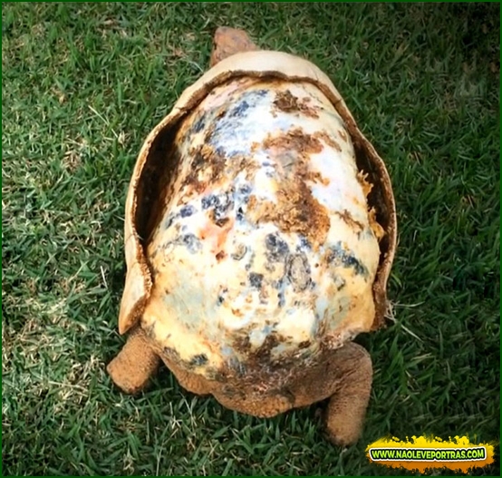 tortoise-3d-printed-shell-freddy-1
