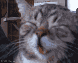 laughing-cat