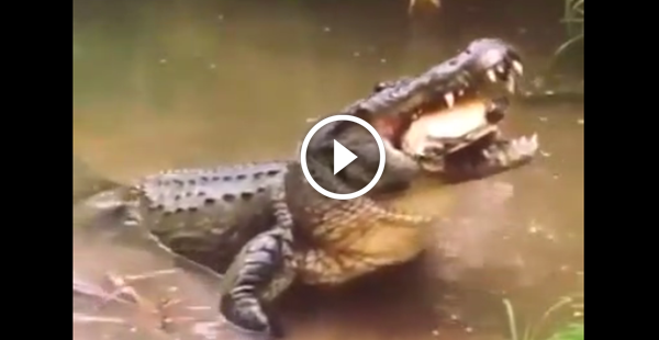 crocodilo comendo tartaruga
