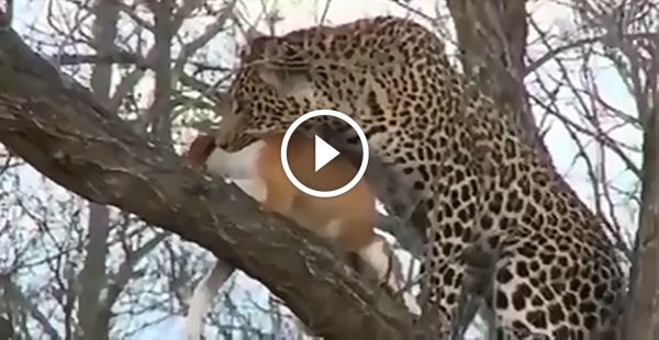 O que você faria se um Leopardo tivesse caçado o seu Cachorro?