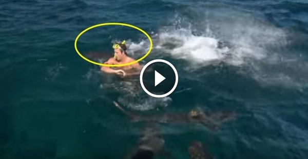 ataque tubarão apresentador