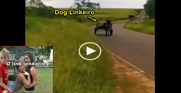 Encontraram o dog que partiu em busca do link lendÃ¡rio