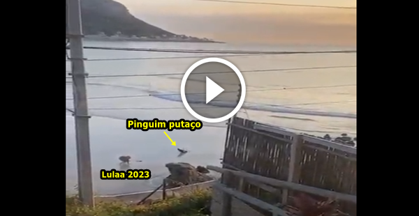 Pinguim hétero da Antártida oprimindo eleitor de Luloo, após o mesmo escrever "Luloo 2023" na areia da praia com o ânuus